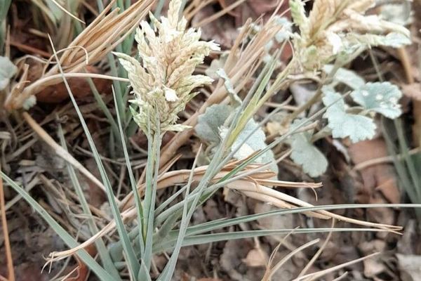 Salt grass