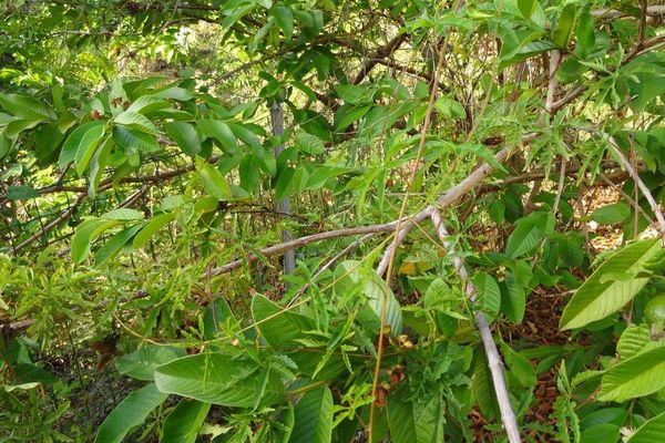 Noyauvine