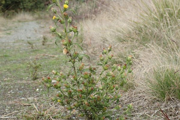 Camphor inula