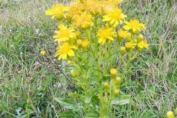 False yellowhead