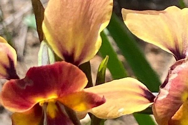 Wallflower orchid
