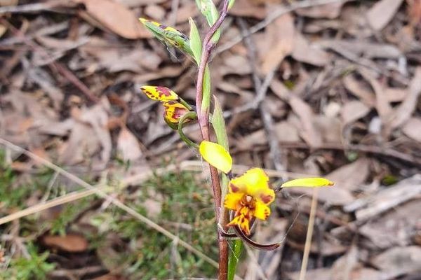 Leopard orchid