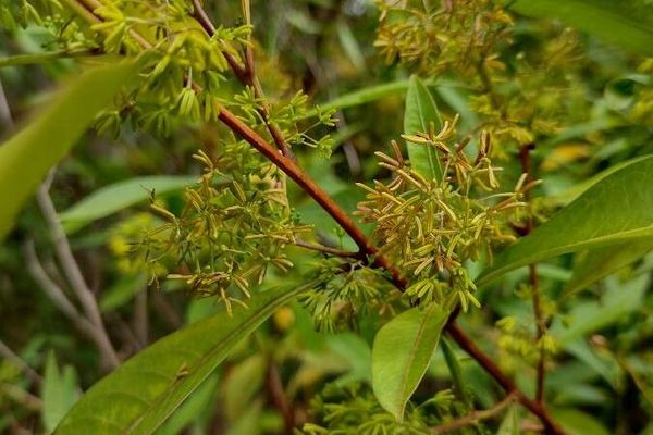 Dodonaea triquetra