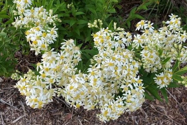 Umbellate aster