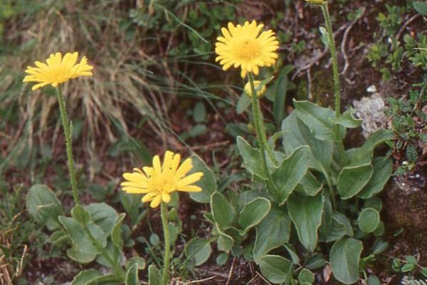 Clusius' leopard's-bane