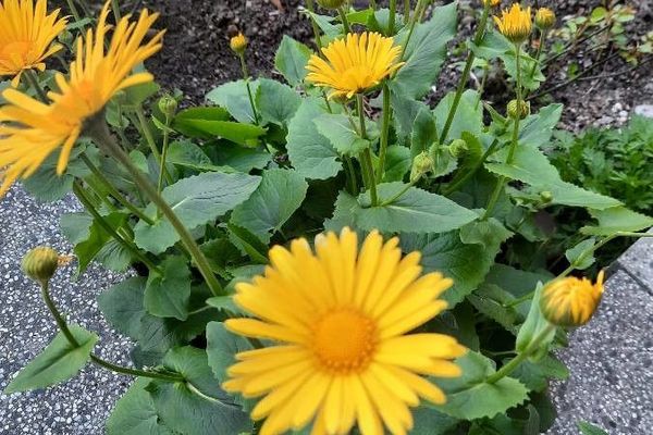 Plantain-leaf leopard's-bane