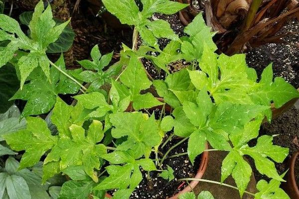Snakewort