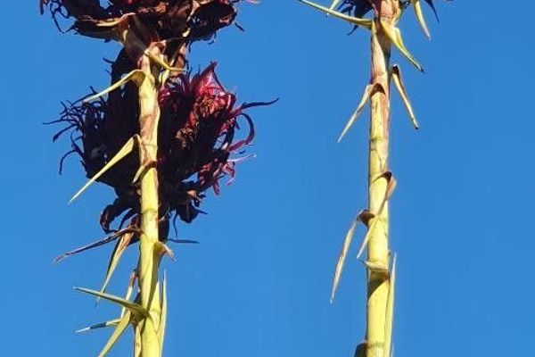 Gymea lily