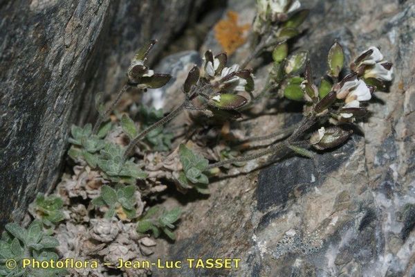 Draba dubia