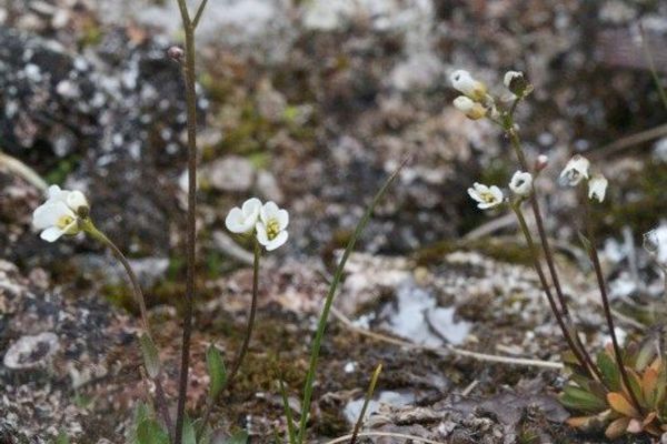 Austrian draba