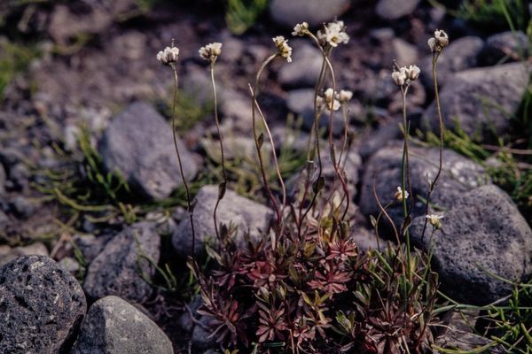Scree whitlow-grass