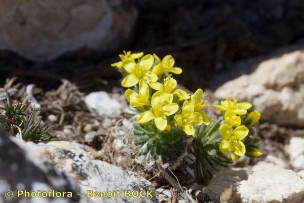 Draba hispanica