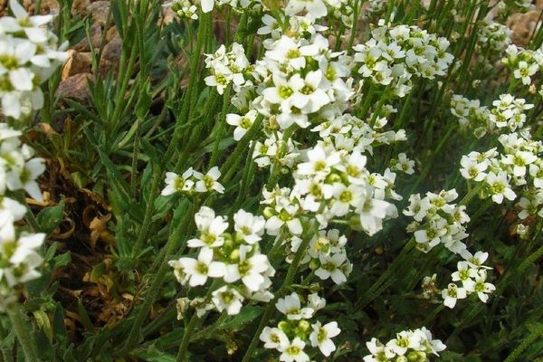 Hoary whitlow-grass