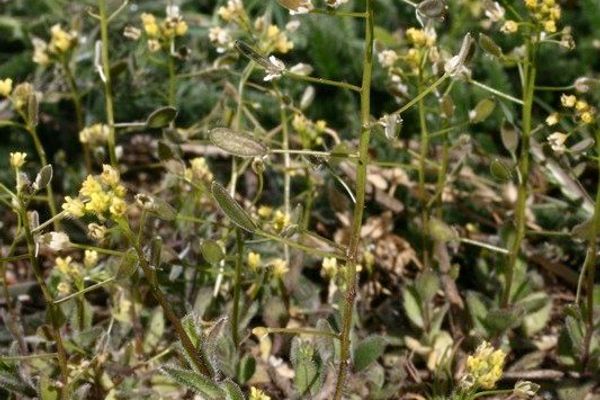 Woodland draba