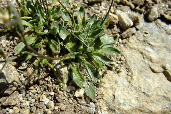 Draba siliquosa