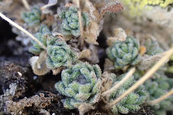Draba tomentosa