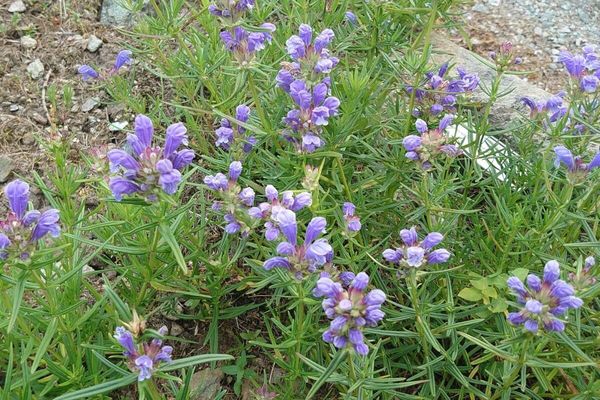 Drakblomma