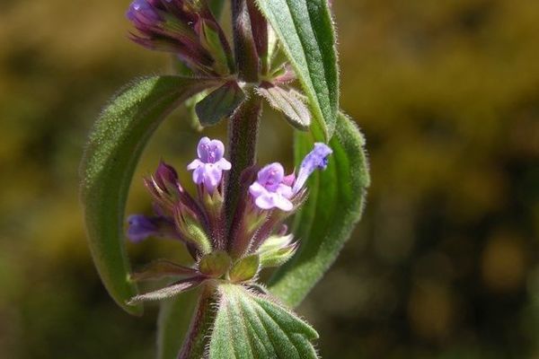 Thymeleaf dragonhead