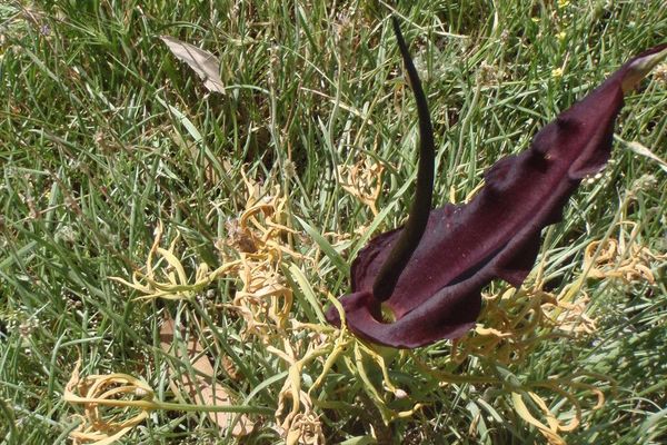 Dragon arum