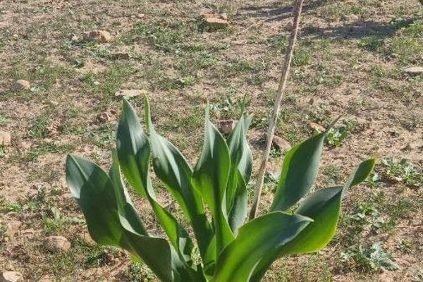 Red-squill