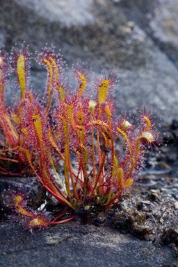 Great sundew