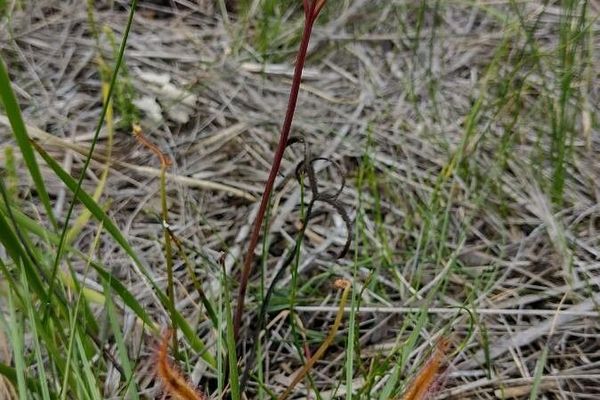 Forked sundew