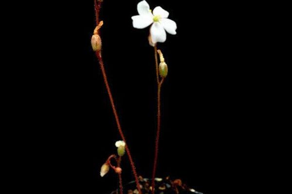 Dwarf sundew