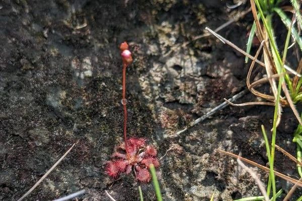 Pink sundew