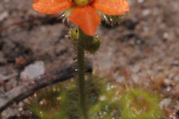 Drosera glanduligera