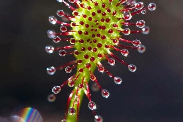 Oblong-leaf sundew