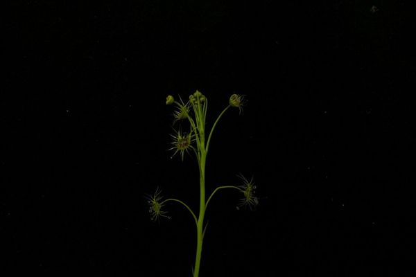 Drosera peltata