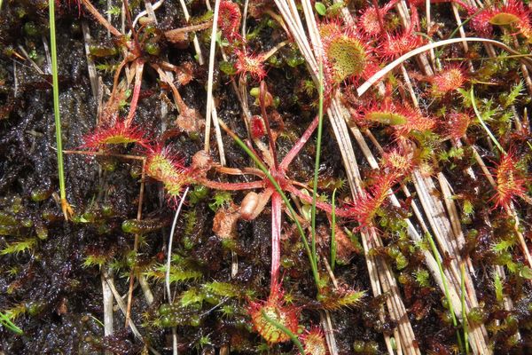 Round-leaf sundew