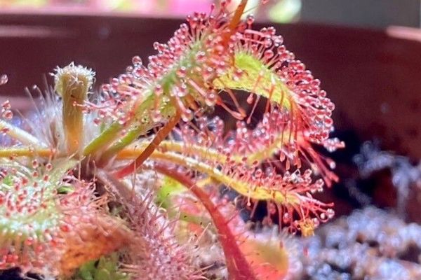 Drosera spatulata