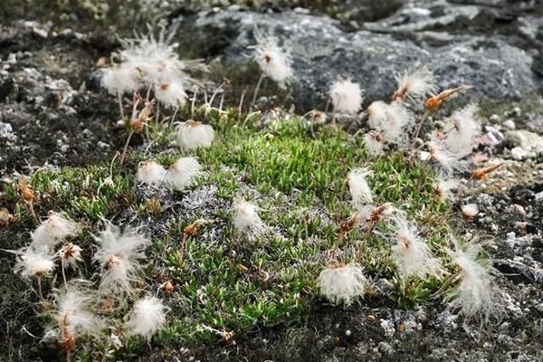 Entireleaf mountain-avens