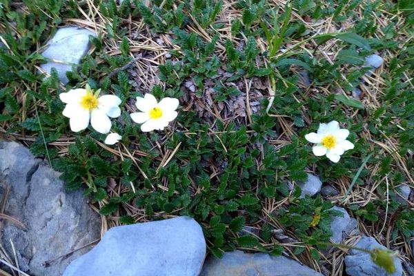 Eight-petal mountain-avens