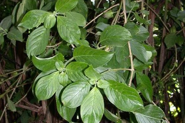 Drymonia serrulata