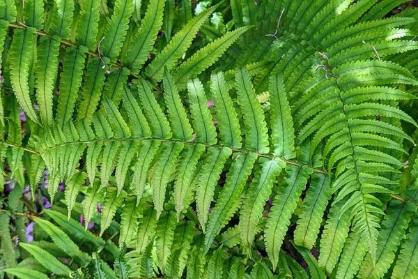 Dryopteris atrata