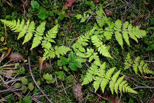 Spinulose woodfern