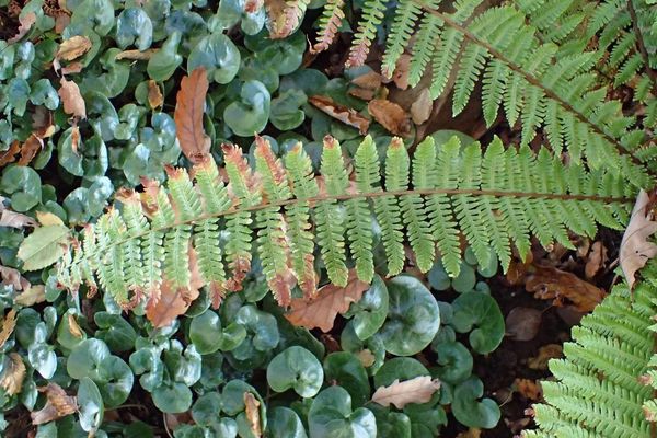 Dryopteris crassirhizoma