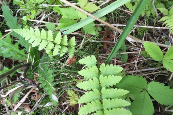 Crested buckler fern