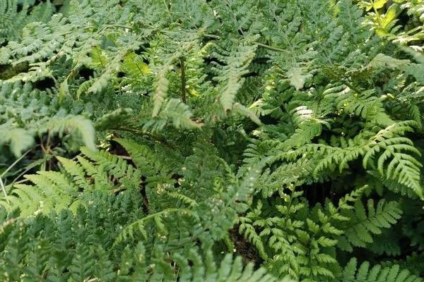 Mountain wood fern