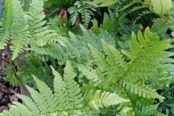 Autumn fern