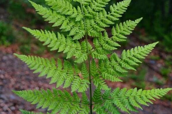 Northern buckler fern