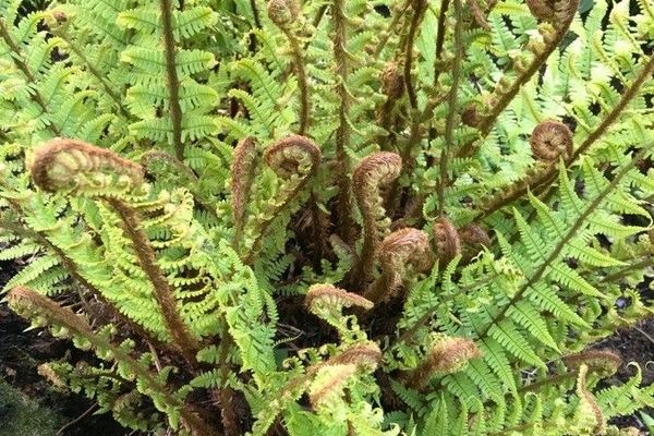 Fragrant wood fern