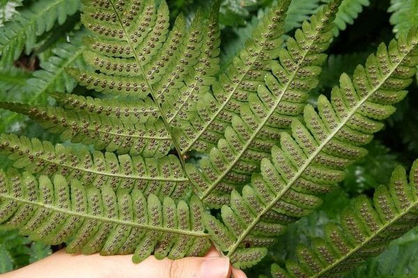 Goldie's woodfern
