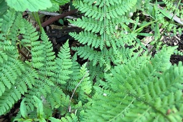 Evergreen wood fern