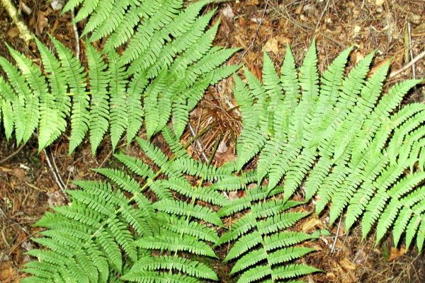 Marginal fern