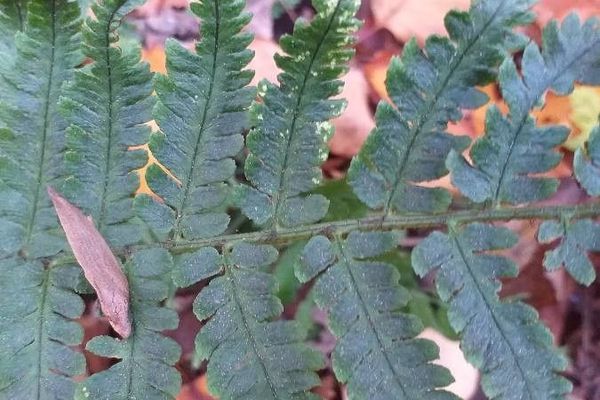 Dryopteris uniformis