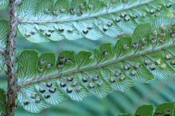 Alpine woodfern