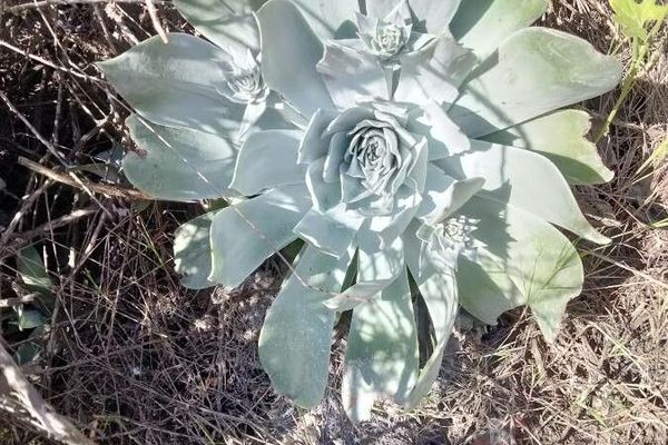 Chalk dudleya